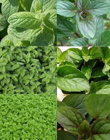 Grower’s Choice – Mint