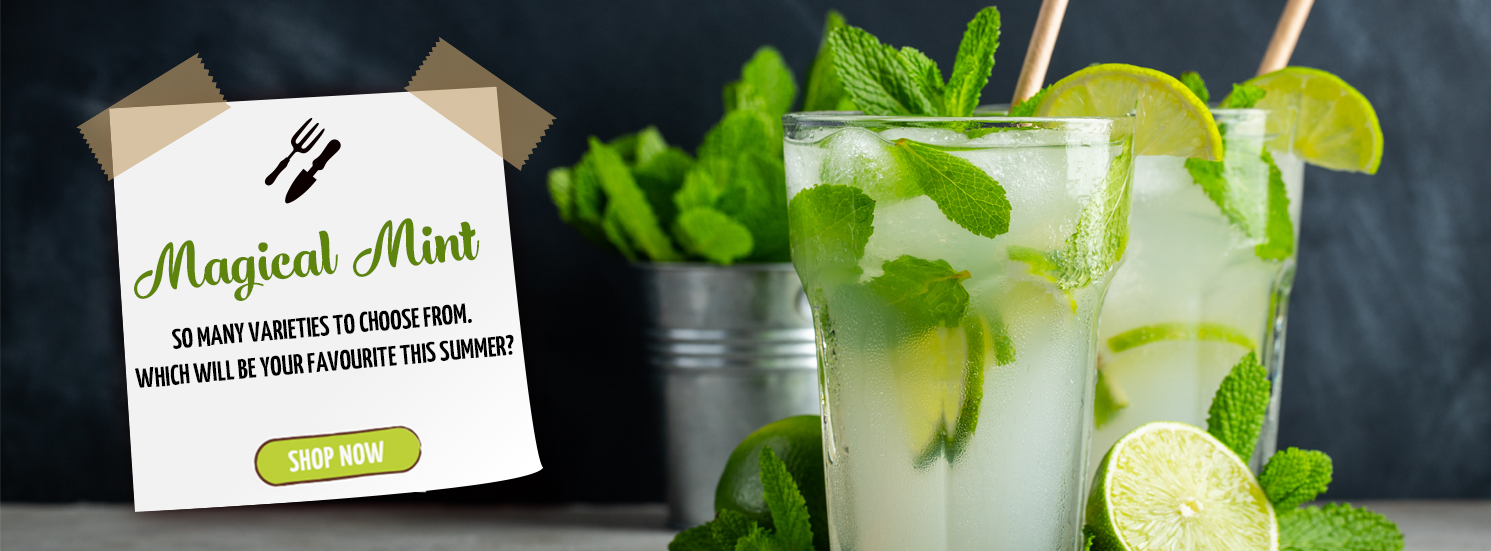 Hetty's Herbs Magical Mint