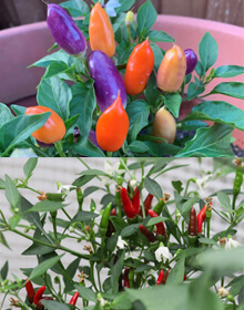 Chilli Plant Collection