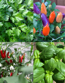 Chilli & Friends Plant Collection