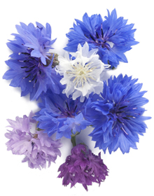 Cornflower Micro Polka Dot Mix