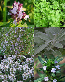 Grower’s Choice Winter – D