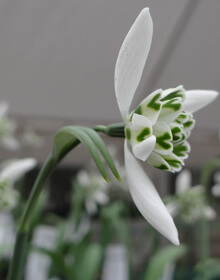 Double Snowdrops – Galanthus Flore Pleno – IN THE GREEN