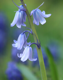 English Bluebells – Hyacinthoides non-scripta – IN THE GREEN