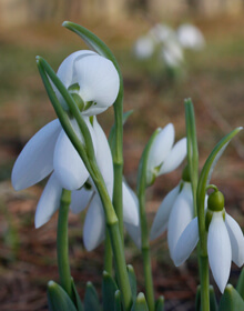 Giant Snowdrops in the Green