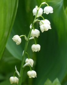Lily of the Valley in the Green