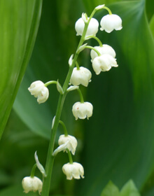 Lily of the Valley – Convallaria Majalis – IN THE GREEN