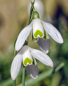 Single Snowdrop – Galanthus nivalis – IN THE GREEN
