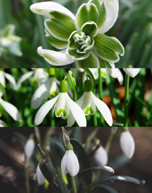 Snowdrops in the Green Collection