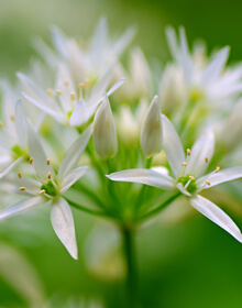 Wild Garlic – Allium Ursinum