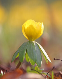 Winter Aconite in the Green