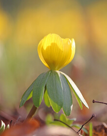 Winter Aconite – Eranthis hyemalis – IN THE GREEN