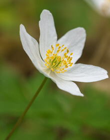 Wood Anemone in the Green