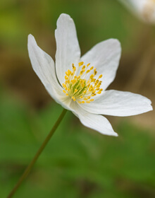 Wood Anemone – Anemone Nemerosa – IN THE GREEN