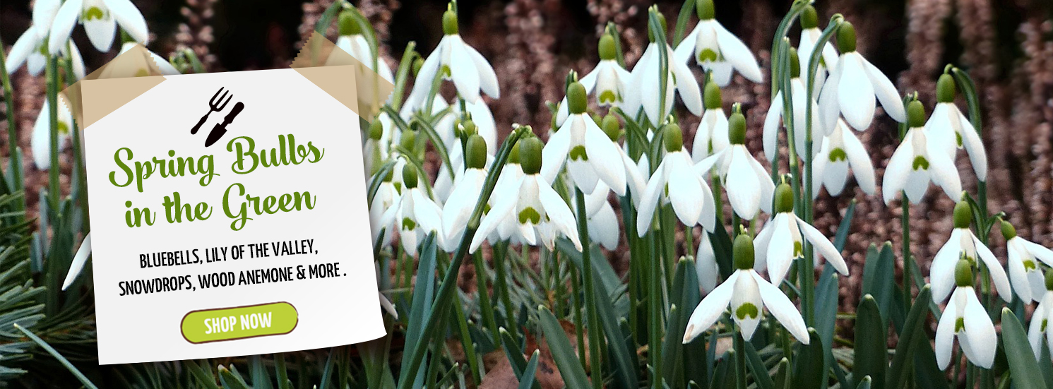 Hetty's Herbs Bulbs in the Green