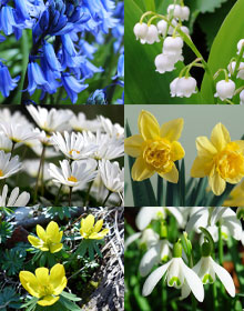 Spring Bulbs Collection – 90 Bulbs – IN THE GREEN