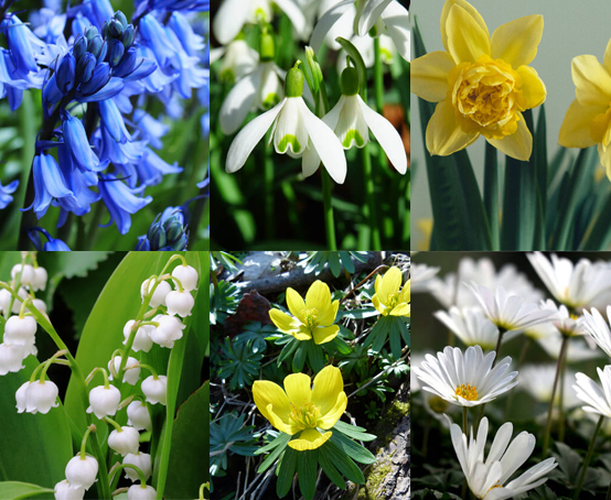 Hetty's Herbs & Plants Spring Bulbs in the Green Collection – Variety of  Spring bulbs