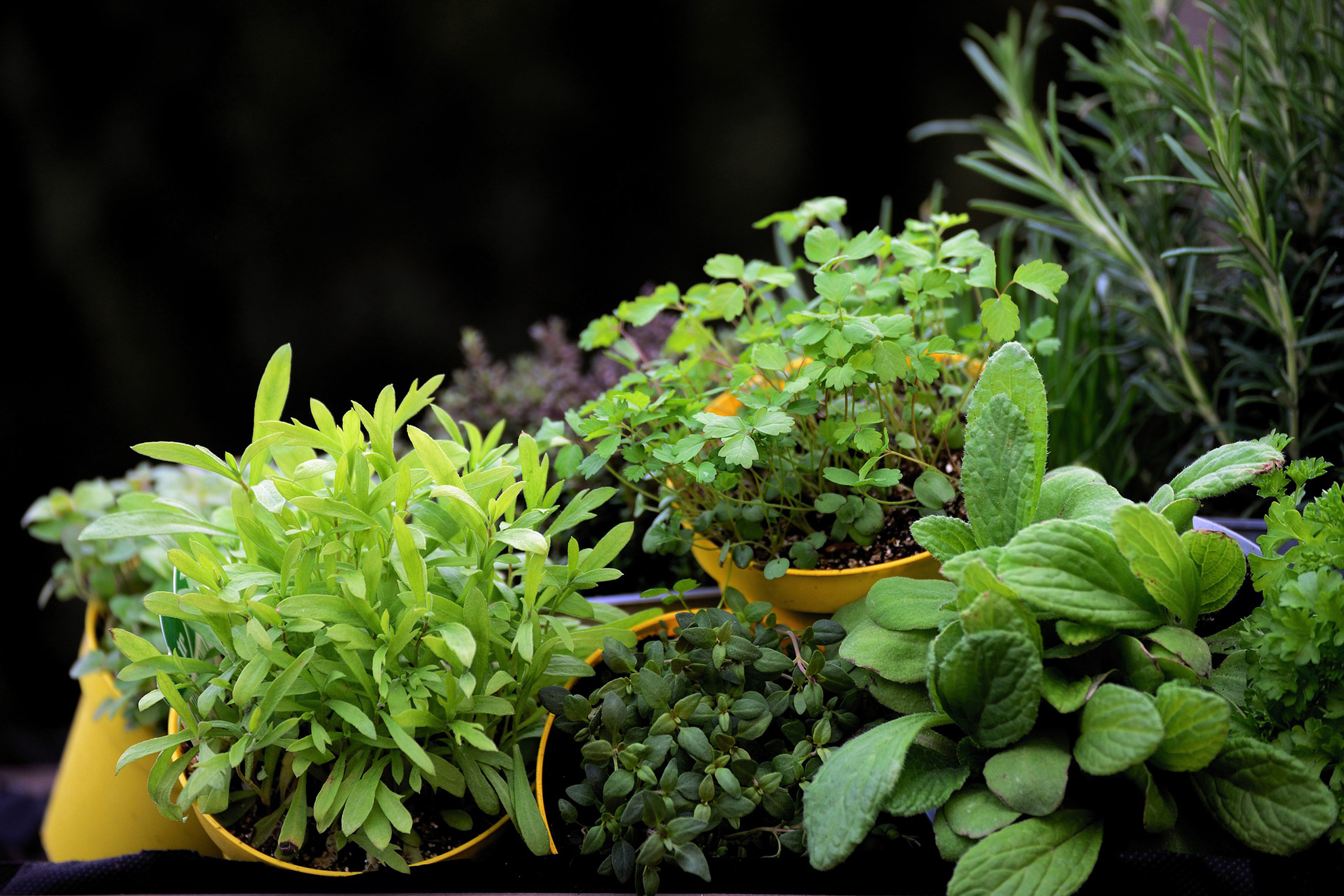 Ultimate Spring Herb Planting Guide For Beginners