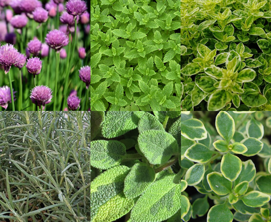 Hetty's Herbs & Plants Thyme Common – Thymus vulgaris compactus