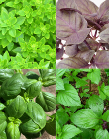 Grower’s Choice – Basil