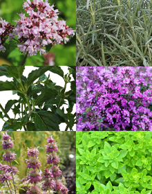Grower’s Choice Summer – I