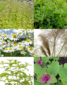 Grower’s Choice Summer – H