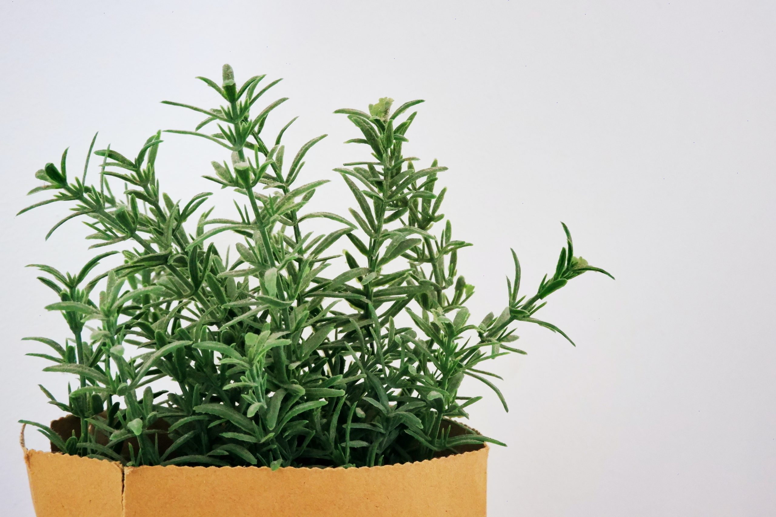 How To Grow Herbs Indoors