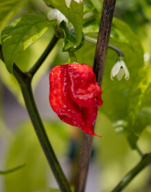 Chilli Pepper Carolina Reaper – Capsicum chinese