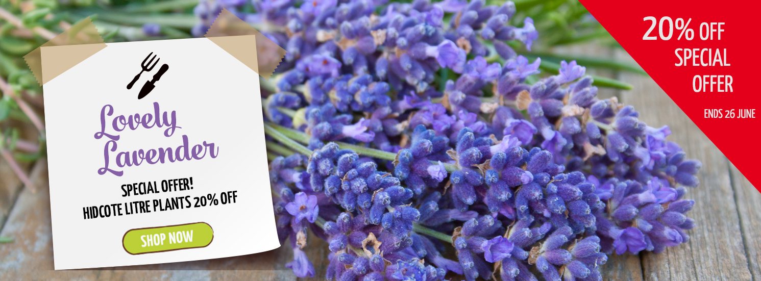 Hetty's Herbs Lavender Hidcote Litre Special Offer
