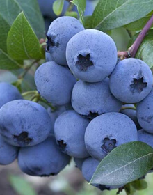 Blueberry Duke