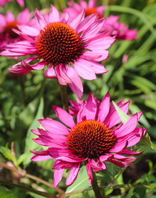 Echinacea purpurea – Coneflower