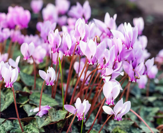 Hetty's Herbs & Plants Cyclamen Hederifolium