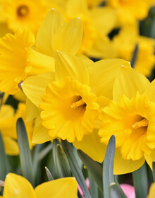 Tenby Daffodil – Narcissus psuedonarcisus ssp. obvallaris – IN THE GREEN