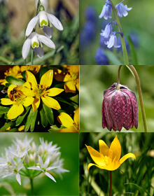 Spring Bulb Collection