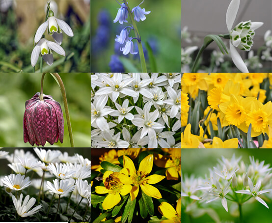 Hetty's Herbs & Plants Spring Bulb Collection