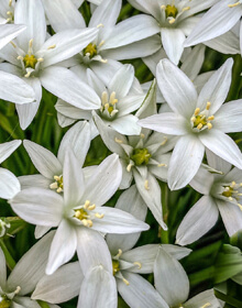 Star of Bethlehem – Ornithogalum Umbellatum – IN THE GREEN