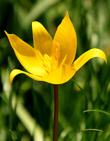 Wild Tulip – Tulipa sylvestris – IN THE GREEN