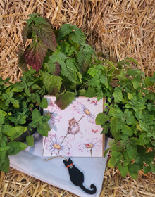 Catnep & Catmint Plants Gift for Cat Lovers includes a Card & Keepsake