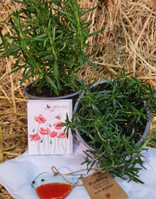 Rosemary for Remembrance Gift includes Rosemary Plants, a Keepsake Gift & Wrendale Card