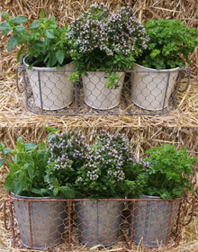 Windowsill Herb Planter & a Trio of Herbs