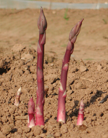 Asparagus Burgundine