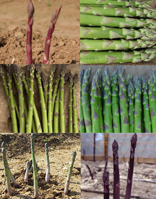 Asparagus Collection – 6 Varieties