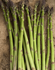 Asparagus Greenic