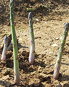 Asparagus Guelph Millennium