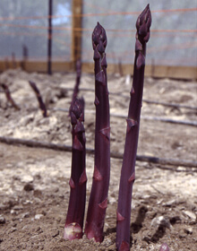 Asparagus Pacific Purple