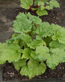 Rhubarb Champagne – Rheum rhubarbarum ‘Champagne’