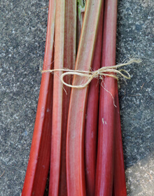 Rhubarb Glaskin’s Perpetual – Rheum rhabarbarum ‘Glaskin’s Perpetual’