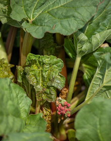 Rhubarb Victoria – Rheum rhabarbarum ‘Victoria’