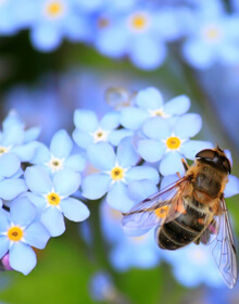 Forget me Not – Myosotis arvensis