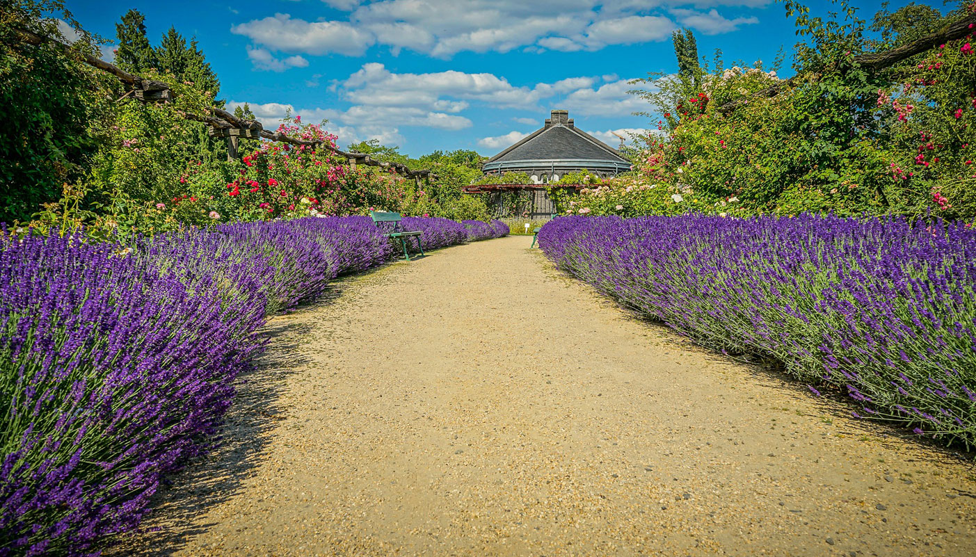 Lavender Hedging